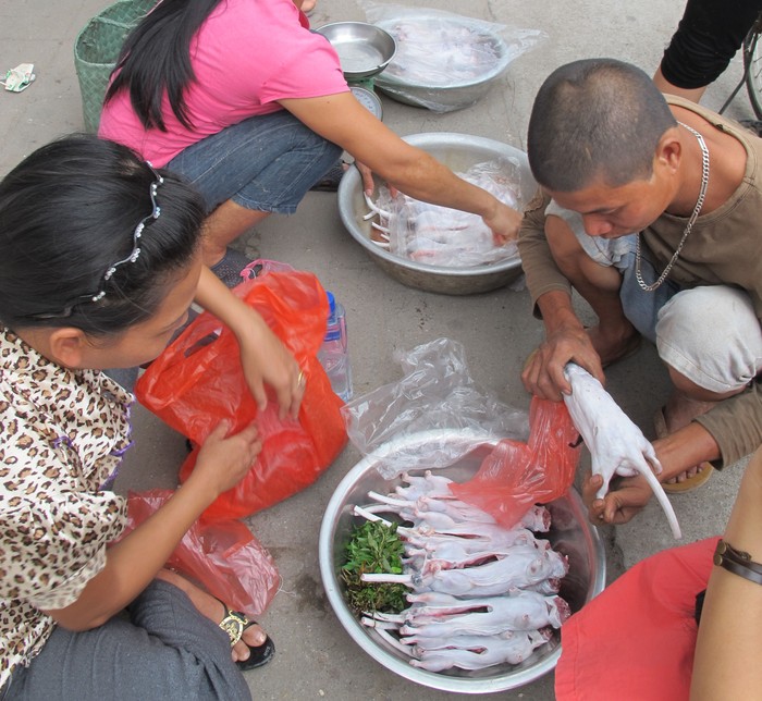 Bán chuột cống ở Bắc Ninh.